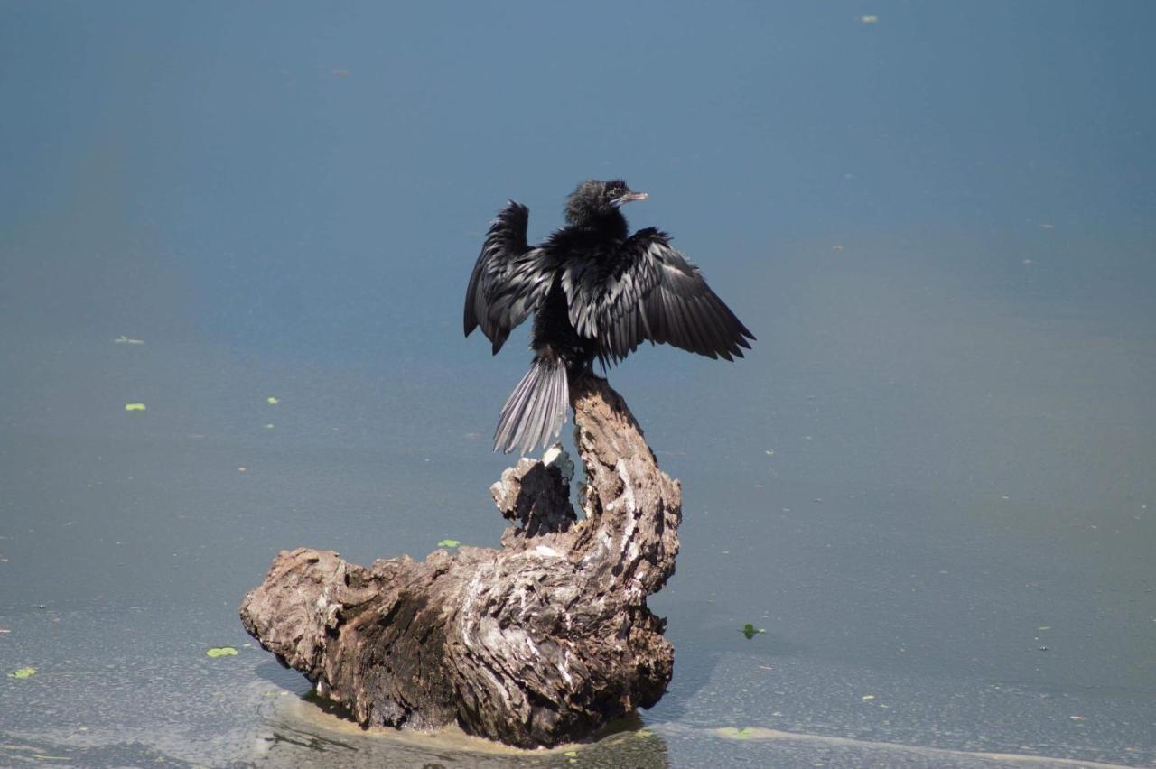 Peacock Riverside ウダワラウェ エクステリア 写真