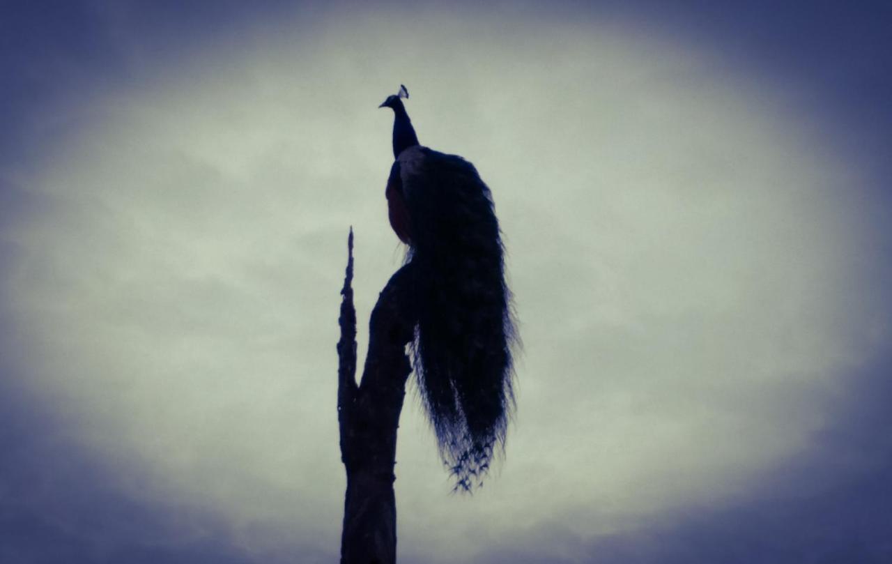 Peacock Riverside ウダワラウェ エクステリア 写真
